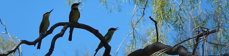 wild birds image on MBCT page